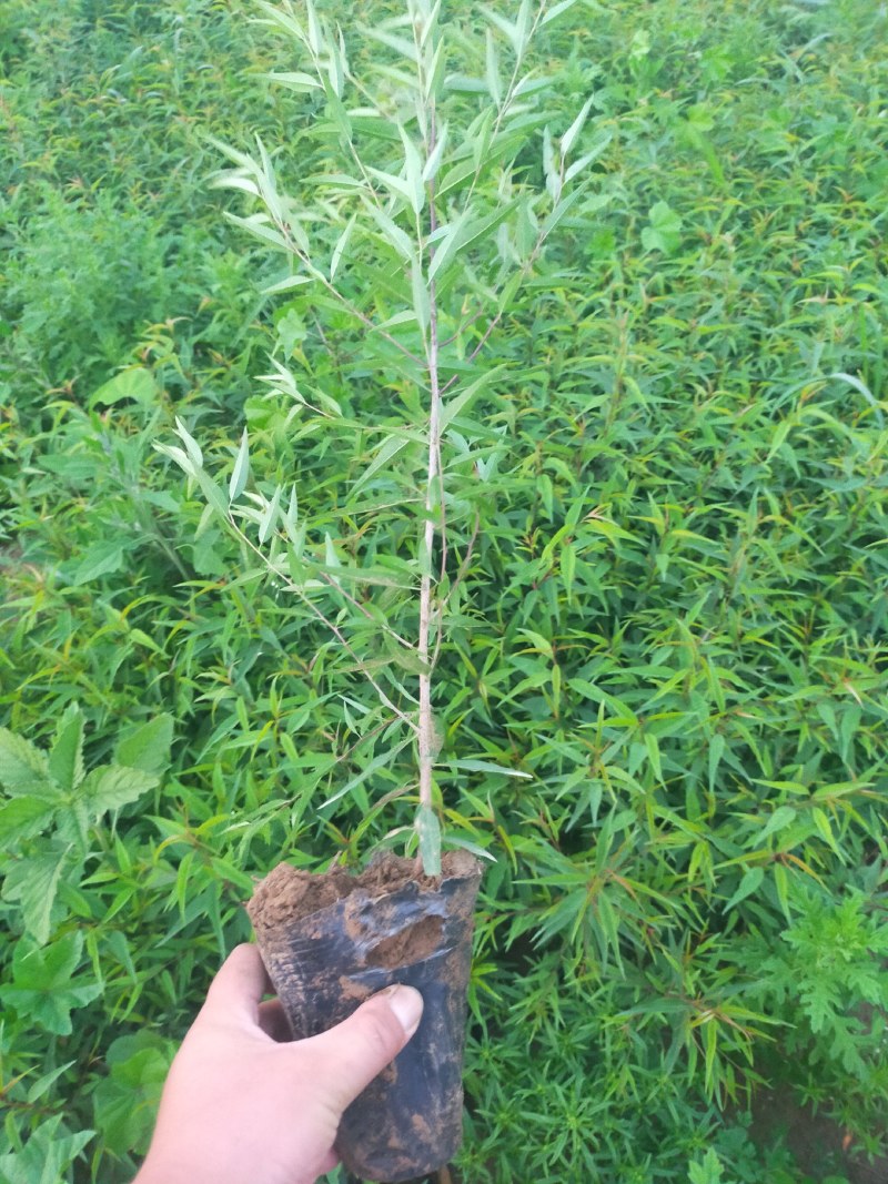 产地河北张家口蔚县从生山桃山桃杯苗，宁条杯苗