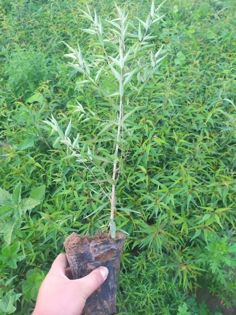 产地河北张家口蔚县从生山桃山桃杯苗，宁条杯苗