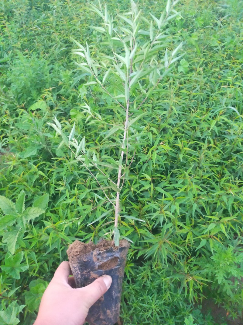 产地河北张家口蔚县从生山桃山桃杯苗，宁条杯苗