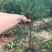 产地河北张张家口蔚县丛生榆叶梅量大从优还有大量的油松杯苗