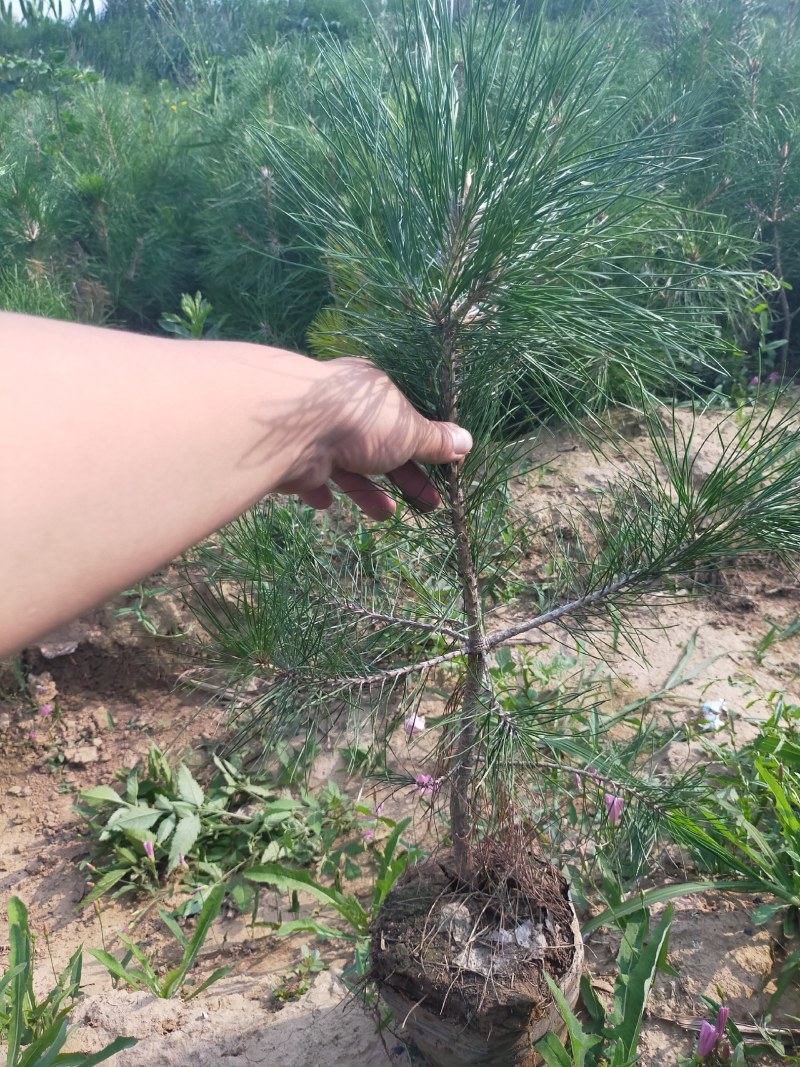 产地河北张张家口蔚县丛生榆叶梅量大从优还有大量的油松杯苗