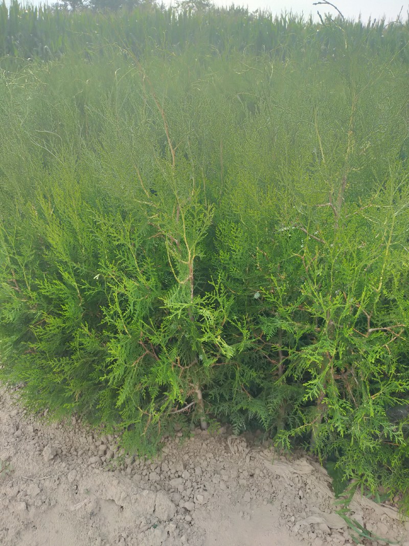 产地河北张张家口蔚县丛生榆叶梅量大从优还有大量的油松杯苗