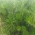 产地河北张张家口蔚县丛生榆叶梅量大从优还有大量的油松杯苗