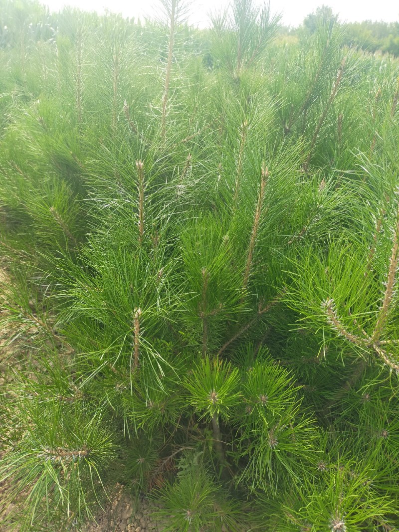 产地河北张张家口蔚县丛生榆叶梅量大从优还有大量的油松杯苗