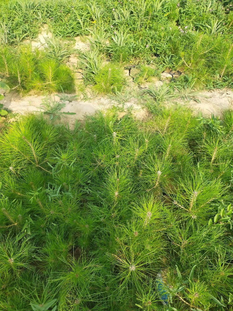 产地河北张张家口蔚县丛生榆叶梅量大从优还有大量的油松杯苗