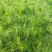 产地河北张张家口蔚县丛生榆叶梅量大从优还有大量的油松杯苗