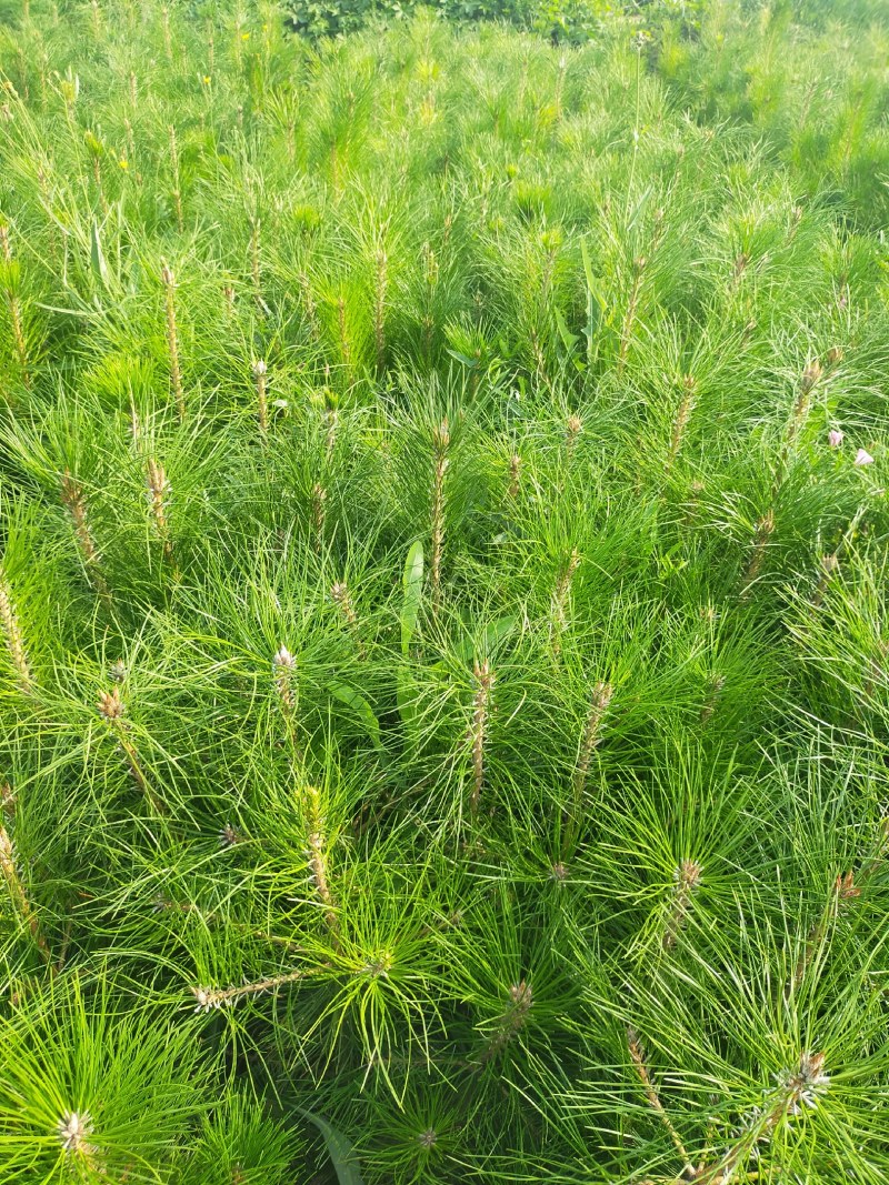 产地河北张张家口蔚县丛生榆叶梅量大从优还有大量的油松杯苗
