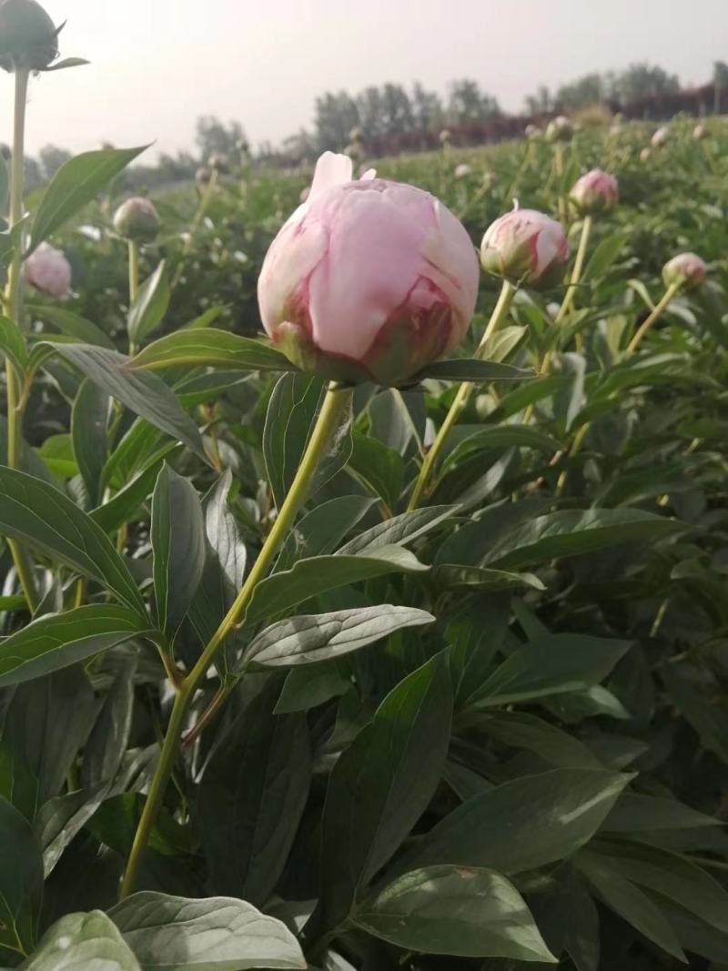 芍药沙拉伯恩哈特沙拉粉粉色芍药鲜切花