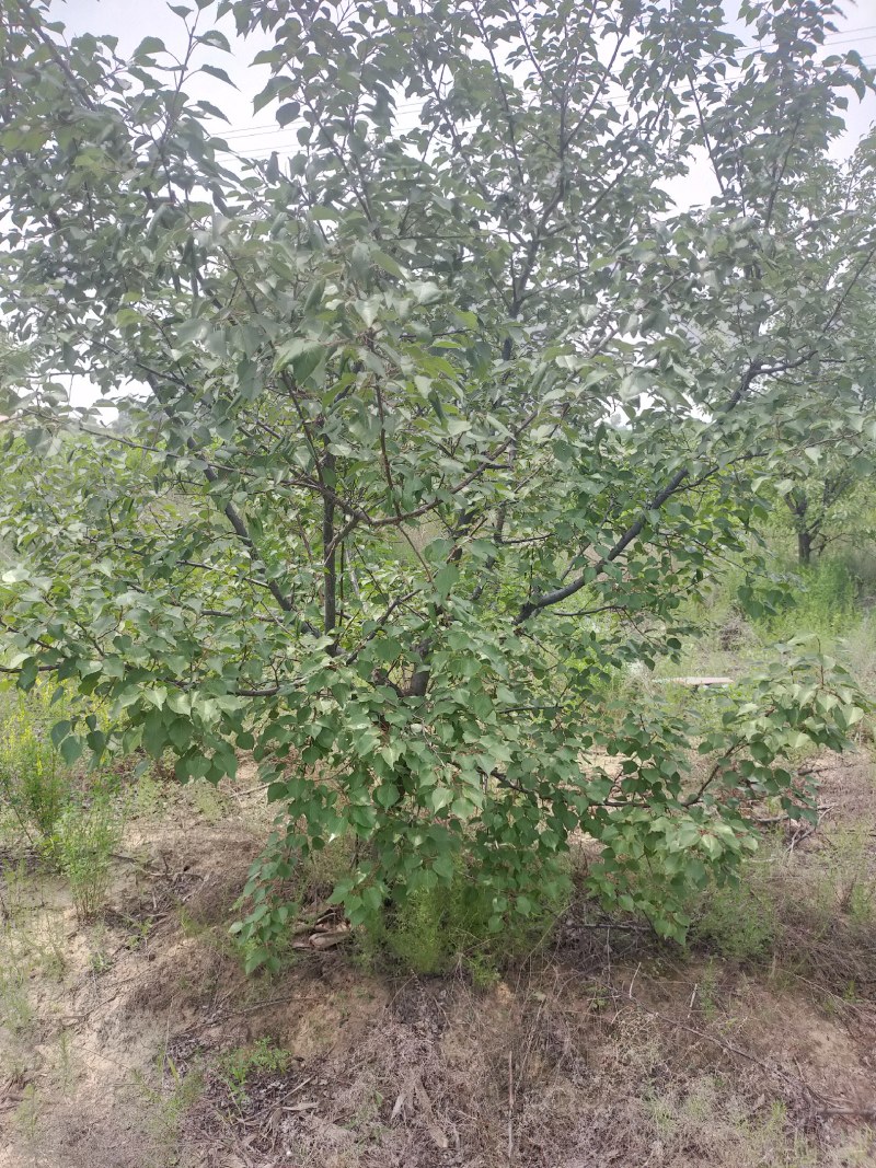 主产地河北张家口蔚县山杏苗，各种规格都有