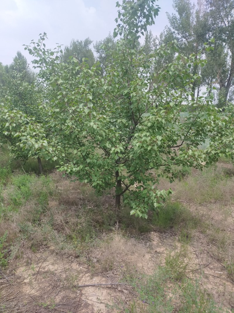 主产地河北张家口蔚县山杏苗，各种规格都有