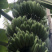广东湛江粉蕉7~8成熟度基地现砍一手货源
