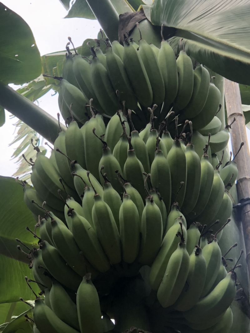 广东湛江粉蕉7~8成熟度基地现砍一手货源