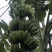 广东湛江粉蕉7~8成熟度基地现砍一手货源
