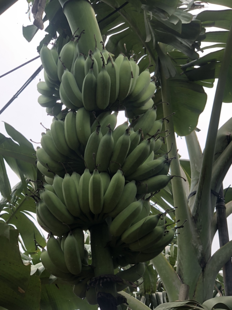 广东湛江粉蕉7~8成熟度基地现砍一手货源