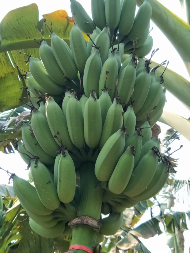 广东湛江粉蕉7~8成熟度基地现砍一手货源