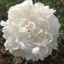 芍药杨妃初浴白色芍药花芍药苗盆栽芍药