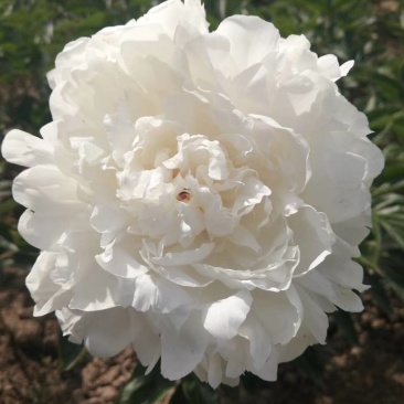 芍药杨妃初浴白色芍药花芍药苗盆栽芍药