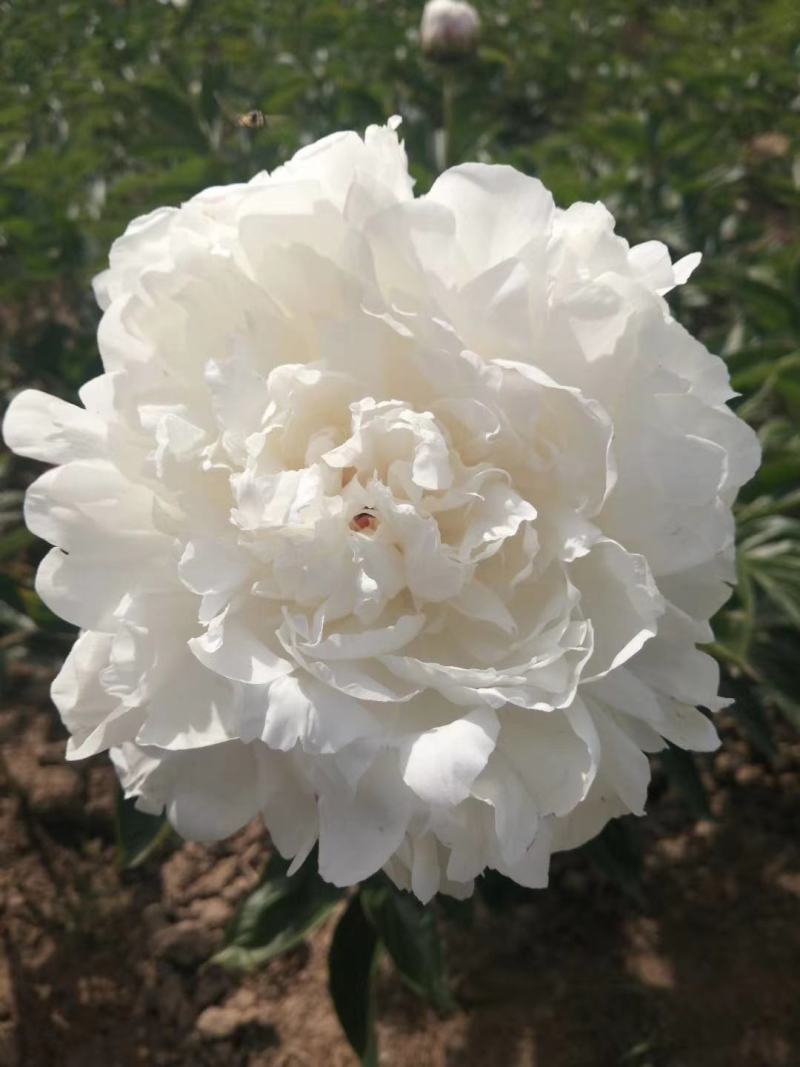 芍药杨妃初浴白色芍药花芍药苗盆栽芍药
