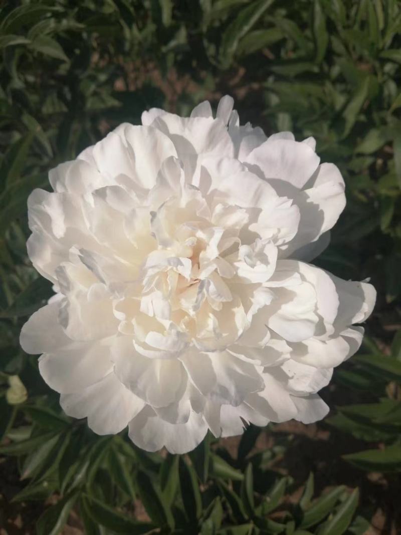 芍药杨妃初浴白色芍药花芍药苗盆栽芍药