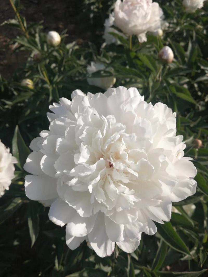 芍药杨妃初浴白色芍药花芍药苗盆栽芍药