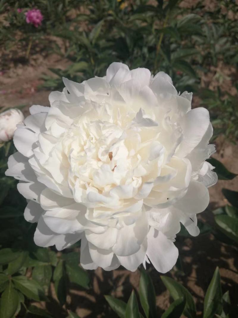 芍药杨妃初浴白色芍药花芍药苗盆栽芍药