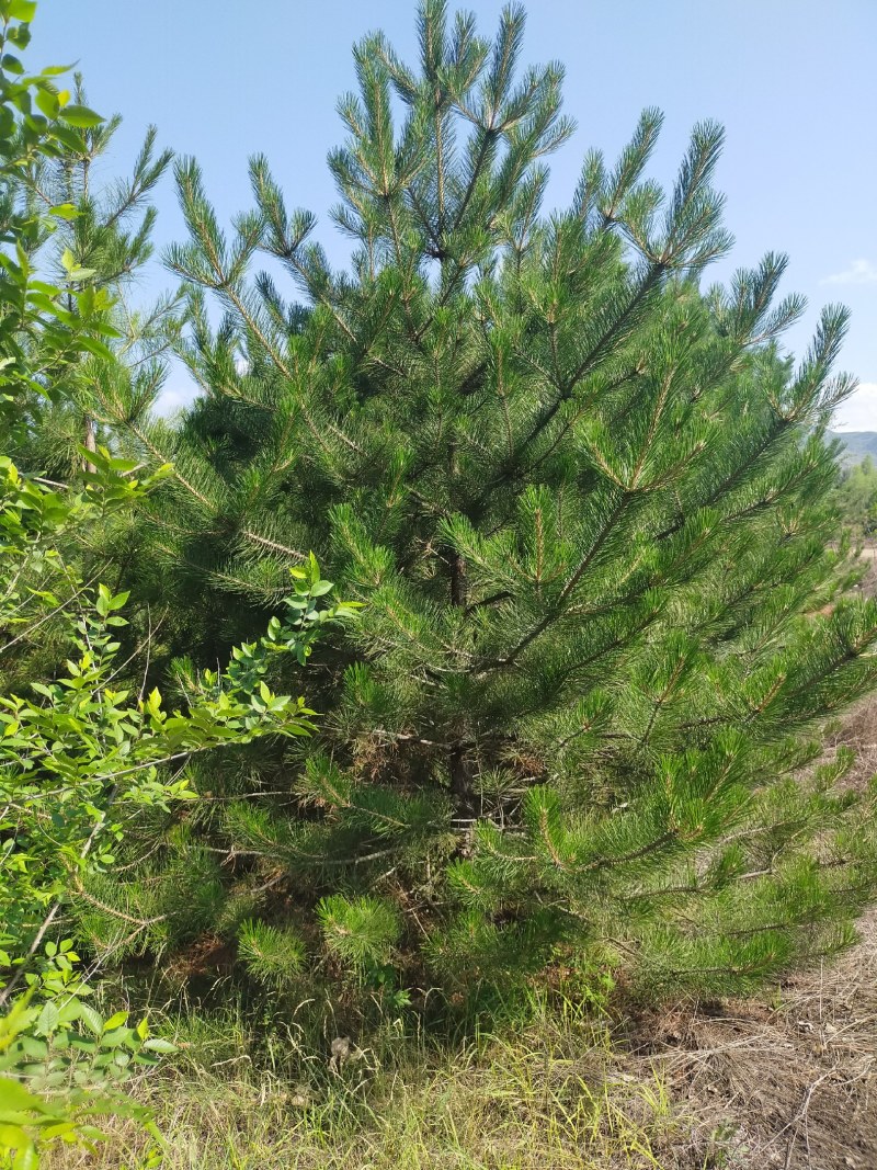 产地河北张家口蔚县油松树大田土球苗营养杯油松