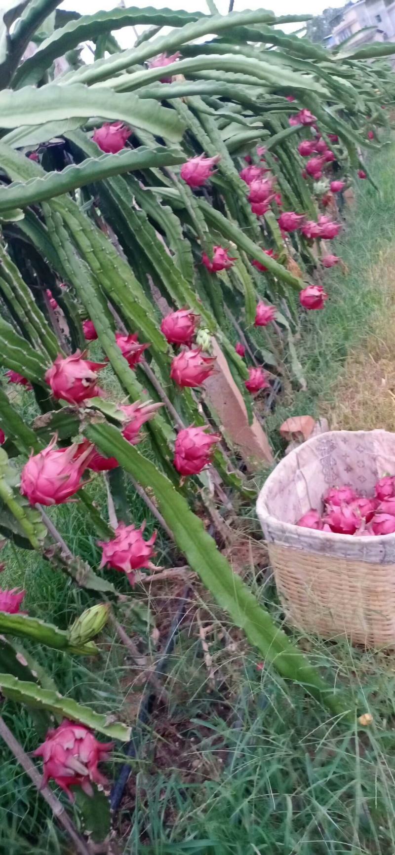 元谋水果就是甜，互相喜欢然后就来