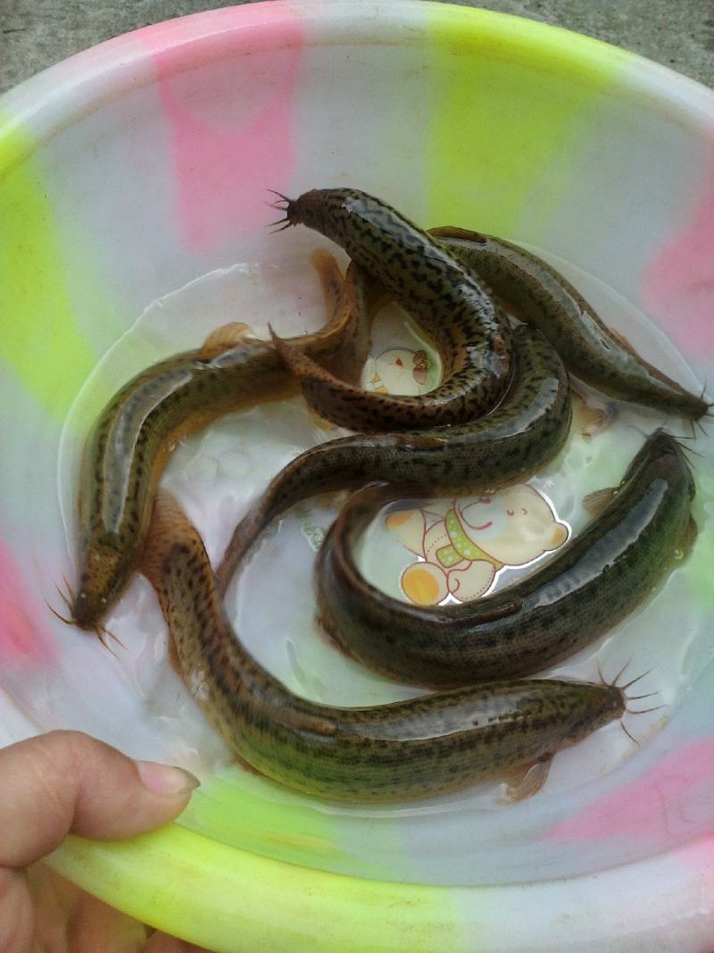 【泥鳅苗】杂交泥鳅苗台湾泥鳅鱼苗包技术可回收