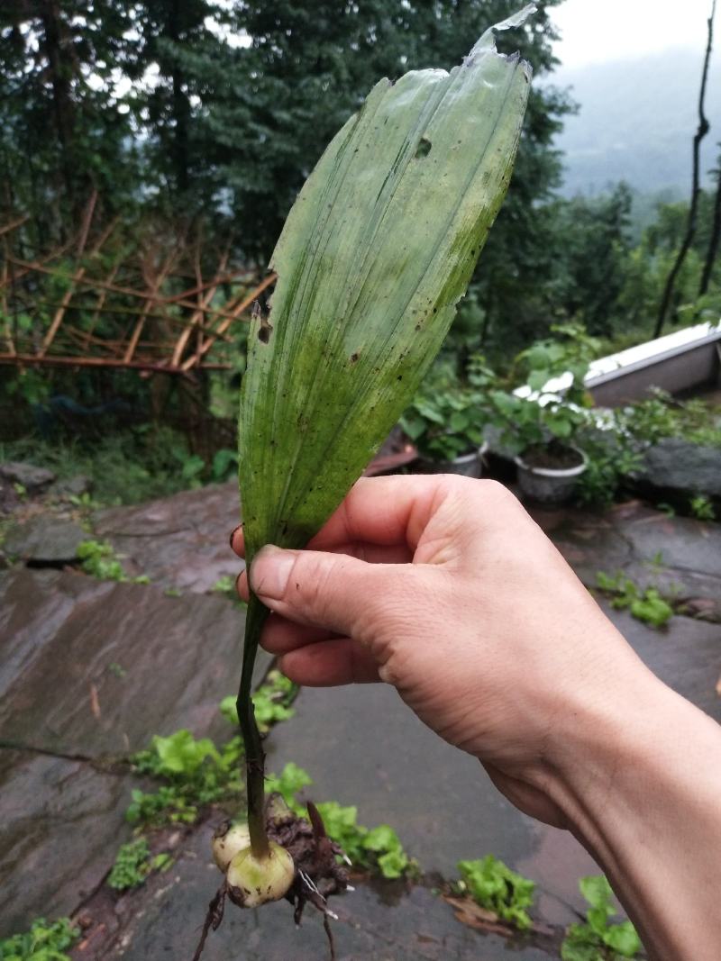 毛慈茹果夹、四川乐山、品种好、大叶的、四川省、乐山市