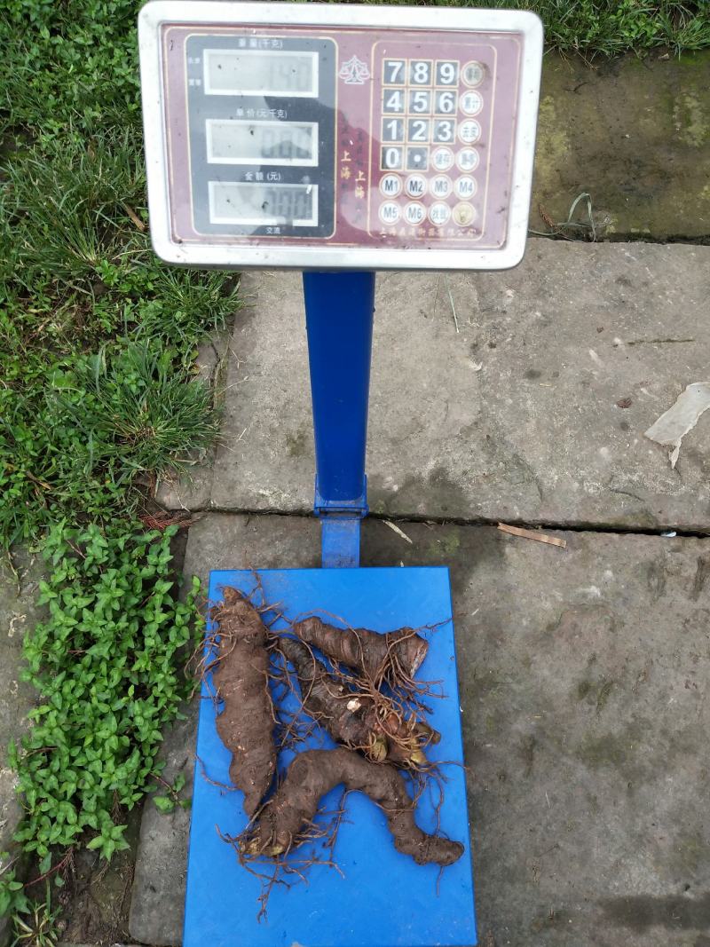 华重楼、高杆、四川、乐山、夹江县、干度好、无杂质