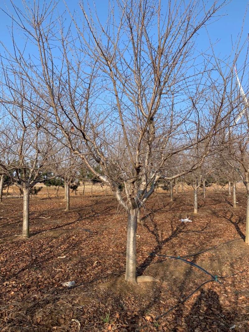 优质樱花树基地直发，日本晚樱，早樱，品种多，规格全