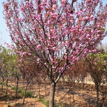 优质樱花树基地直发，日本晚樱，早樱，品种多，规格全