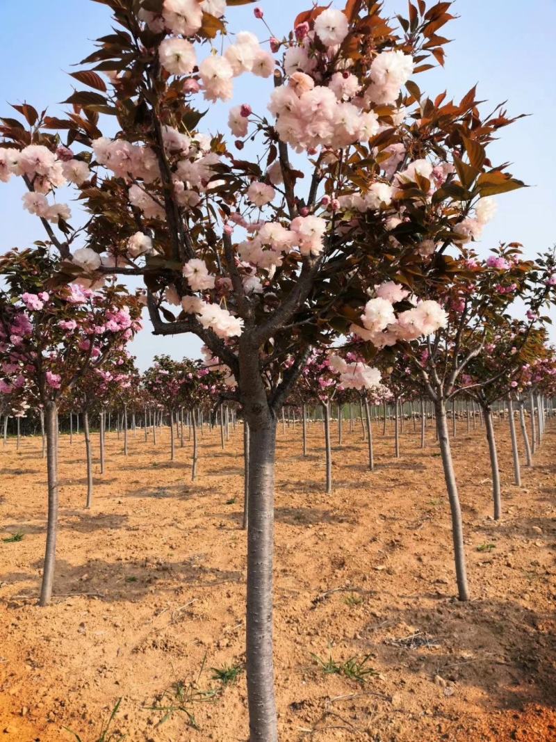 优质樱花树基地直发，日本晚樱，早樱，品种多，规格全