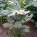 龟背竹吸甲醛水培土培花卉新房必备花卉植物室内盆栽