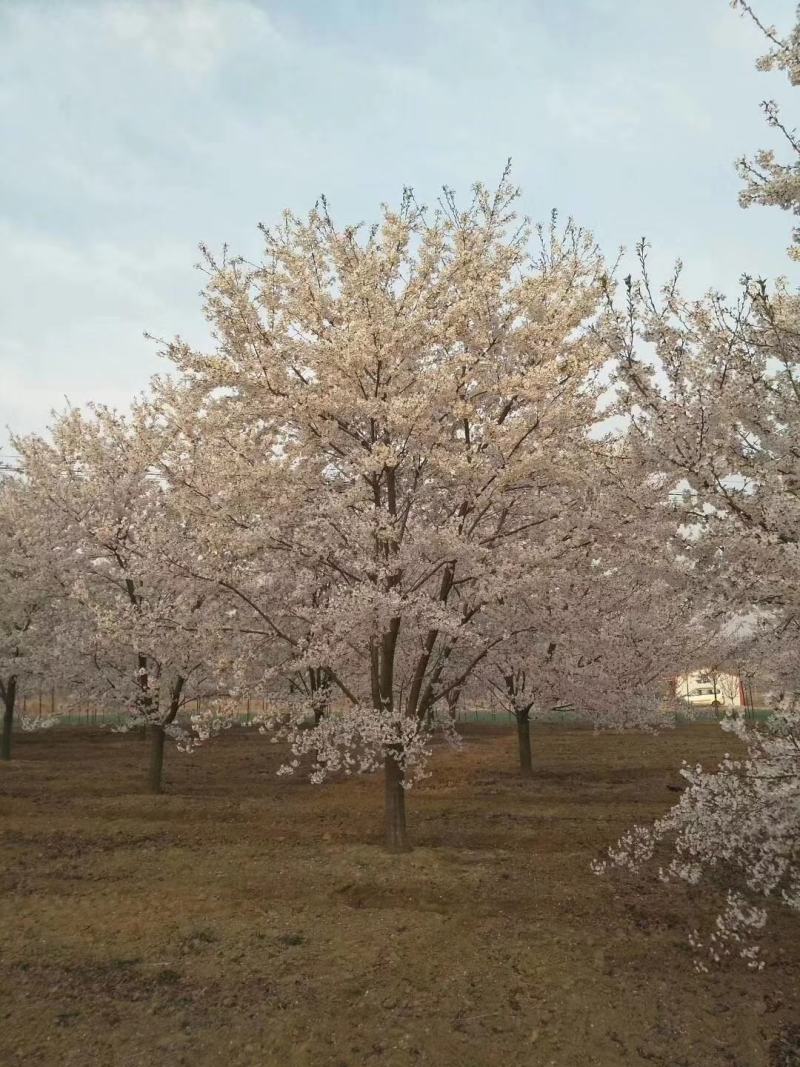 优质樱花树基地直发，日本晚樱，早樱，品种多，规格全