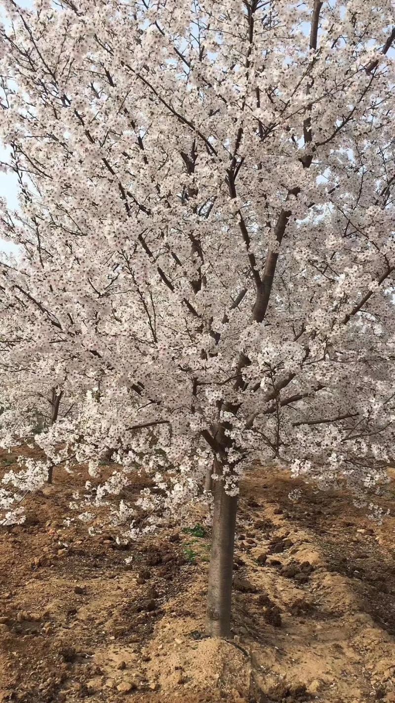 优质樱花树基地直发，日本晚樱，早樱，品种多，规格全