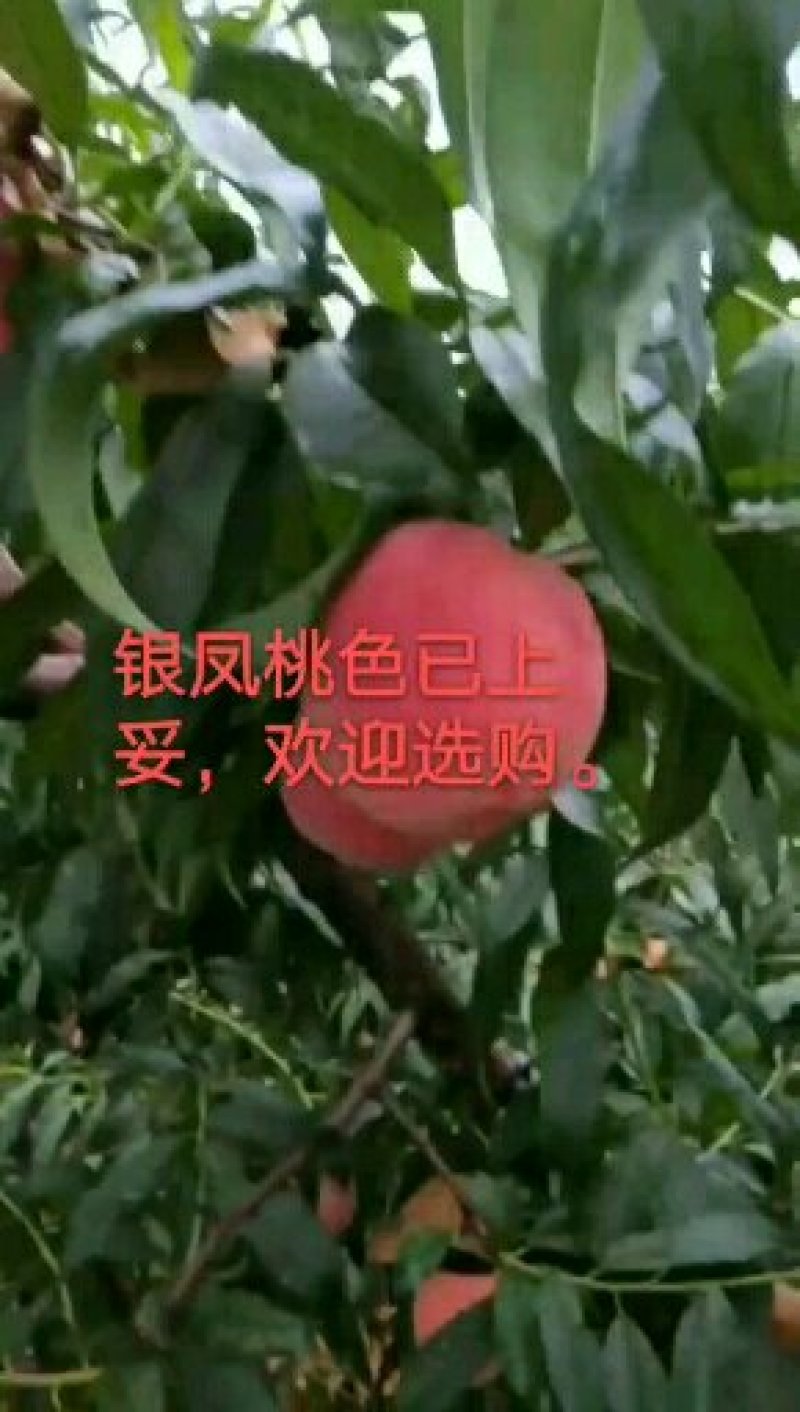现在旺销产品，银凤水蜜桃