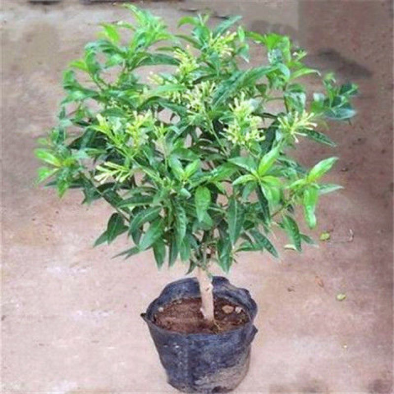 夜来香盆栽浓香四季驱蚊树花苗室外庭院观花植物净化空气绿植