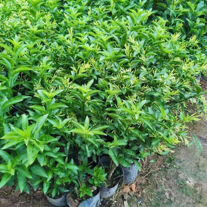 夜来香盆栽浓香四季驱蚊树花苗室外庭院观花植物净化空气绿植