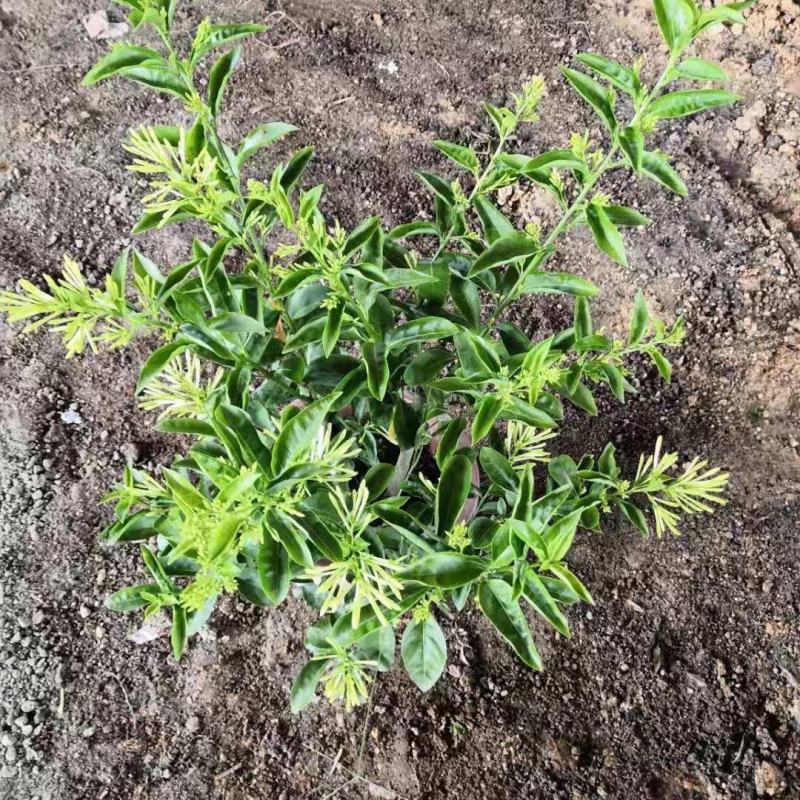 夜来香盆栽浓香四季驱蚊树花苗室外庭院观花植物净化空气绿植