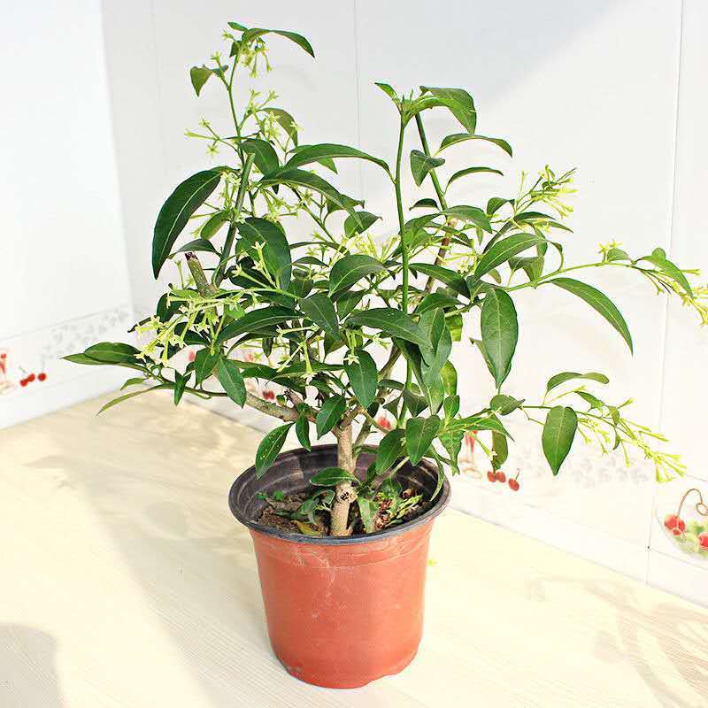 夜来香盆栽浓香四季驱蚊树花苗室外庭院观花植物净化空气绿植