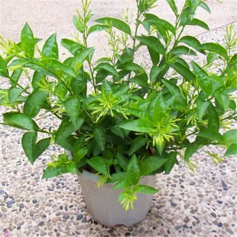 夜来香盆栽浓香四季驱蚊树花苗室外庭院观花植物净化空气绿植