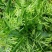 夜来香盆栽浓香四季驱蚊树花苗室外庭院观花植物净化空气绿植