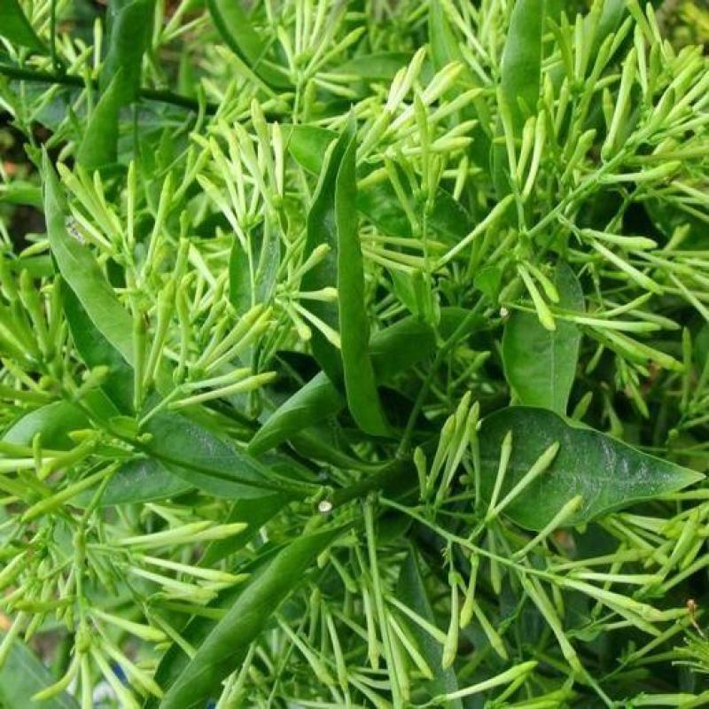 夜来香盆栽浓香四季驱蚊树花苗室外庭院观花植物净化空气绿植