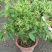 夜来香盆栽浓香四季驱蚊树花苗室外庭院观花植物净化空气绿植