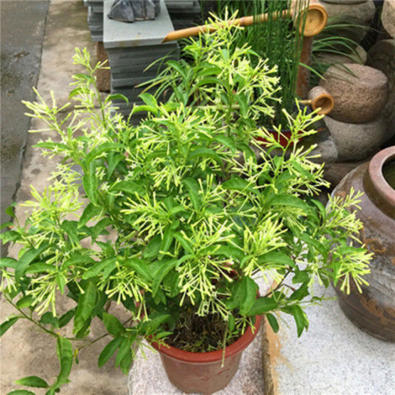 夜来香盆栽浓香四季驱蚊树花苗室外庭院观花植物净化空气绿植