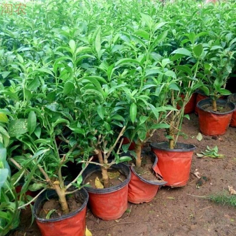 夜来香盆栽浓香四季驱蚊树花苗室外庭院观花植物净化空气绿植