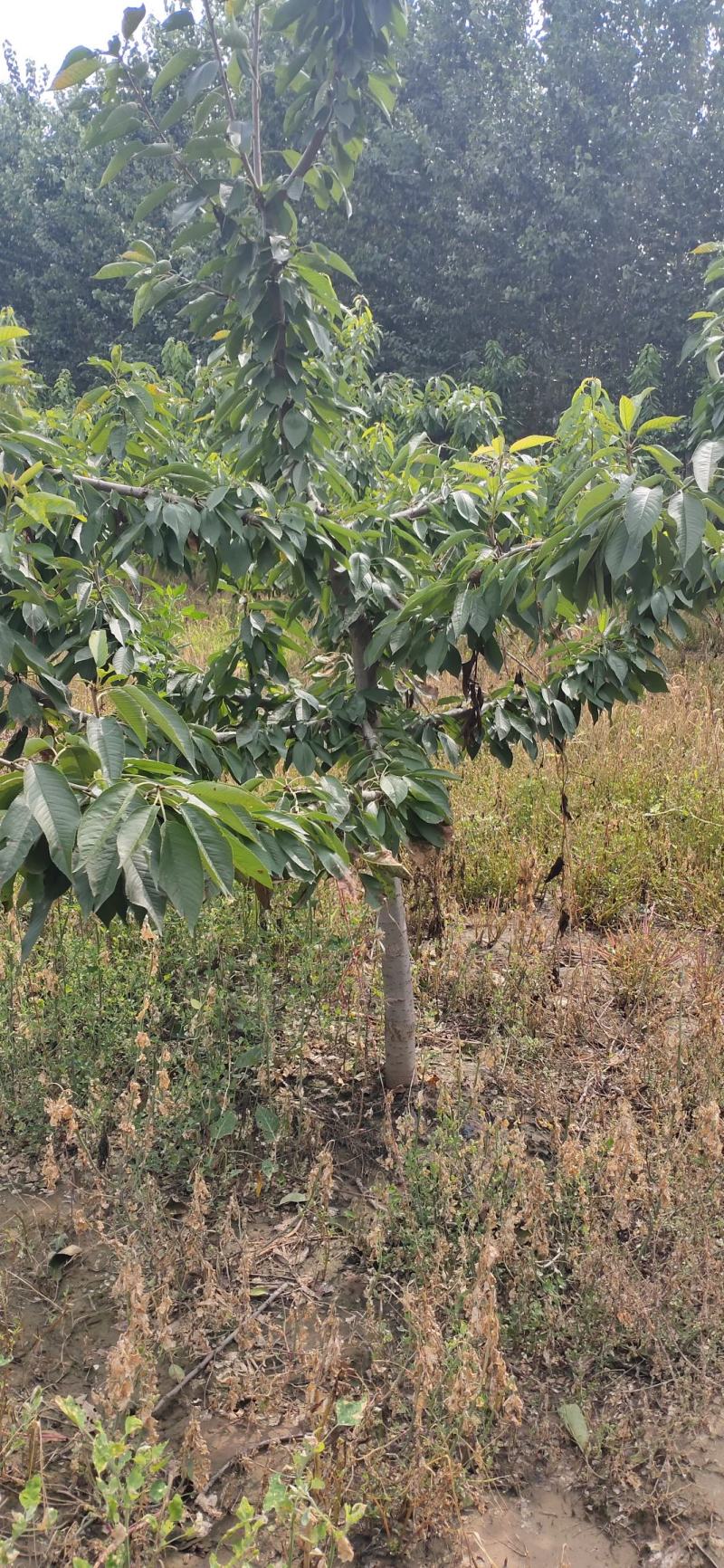 精品各种大小樱桃树价格详谈
