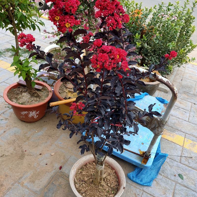 优质碧桃，红叶桃，紫叶桃