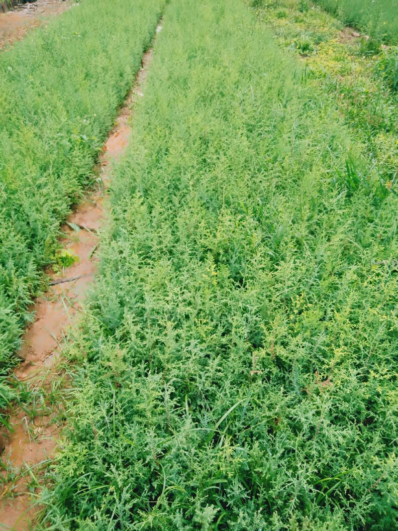 藏柏苗，柏树苗，滇柏树苗，墨西哥柏，圆柏苗，现货专业包装